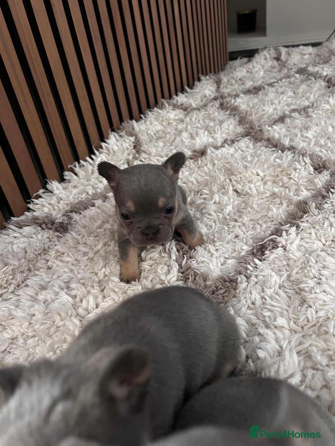 French Bulldog dogs for sale: lilac and tan french bulldogs - Image 3