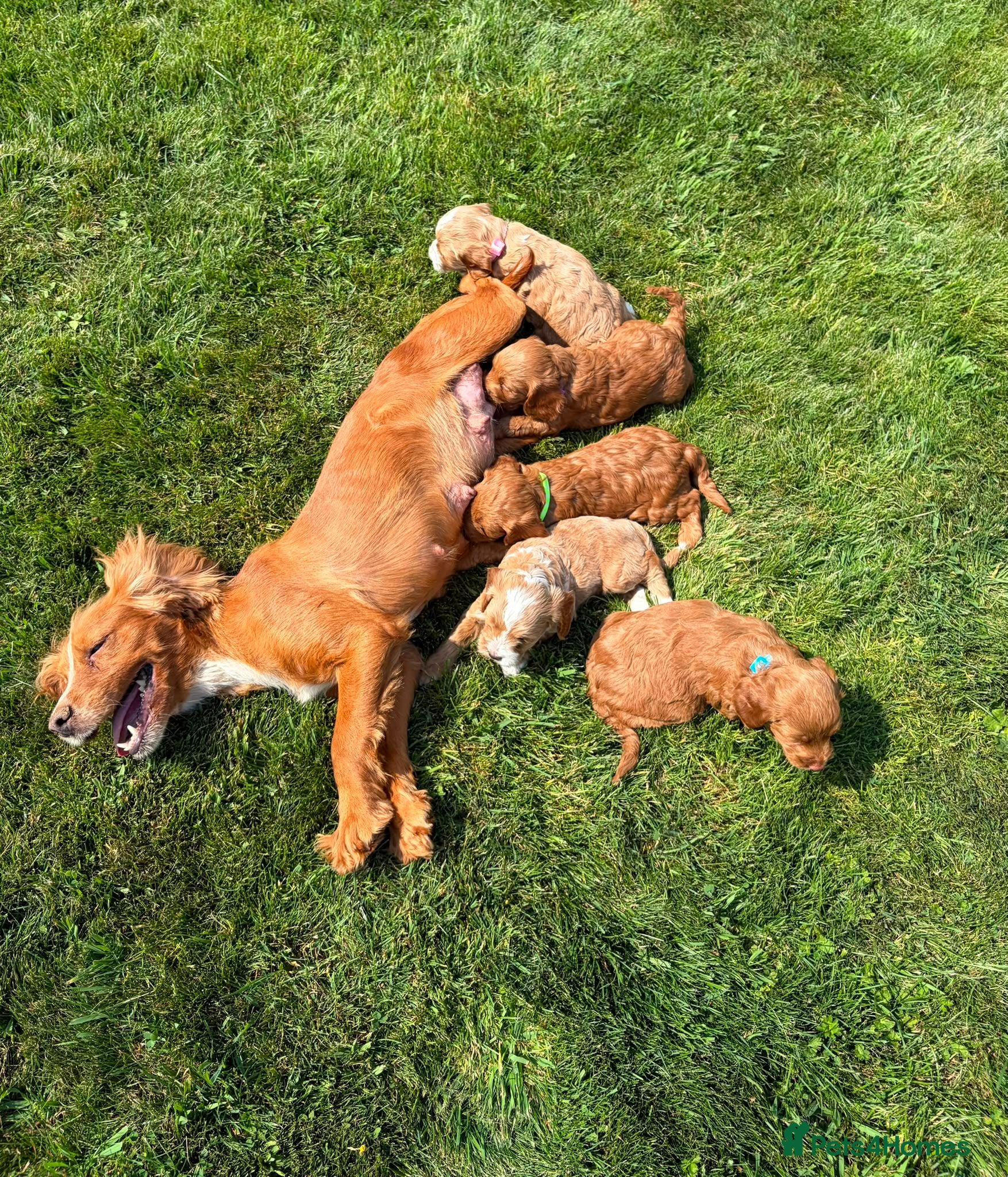 Cockapoo dogs Stunning F1 cockapoo puppies - Advert 1