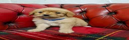 Labradoodle dogs for sale: Miniature Labradoodles   - Advert 8