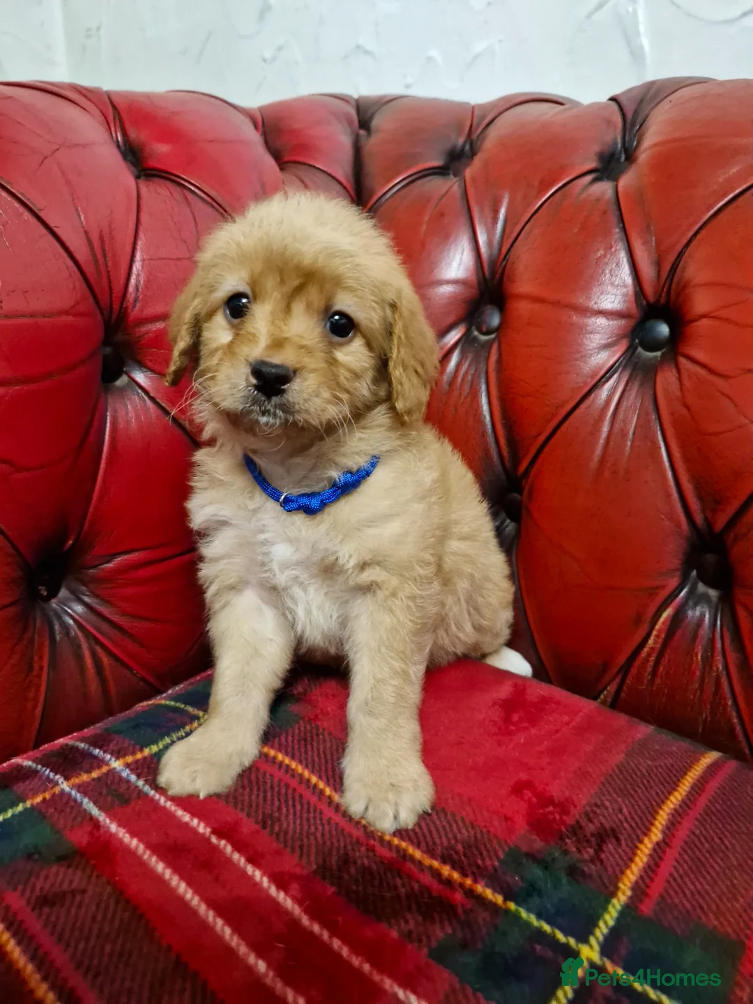 Labradoodle dogs for sale: Miniature Labradoodles   - Advert 8