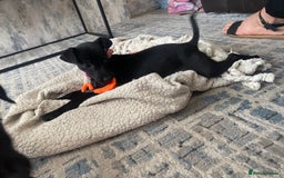 Patterjack dogs for sale: Patterdale puppies in Merthyr Tydfil - Image 5