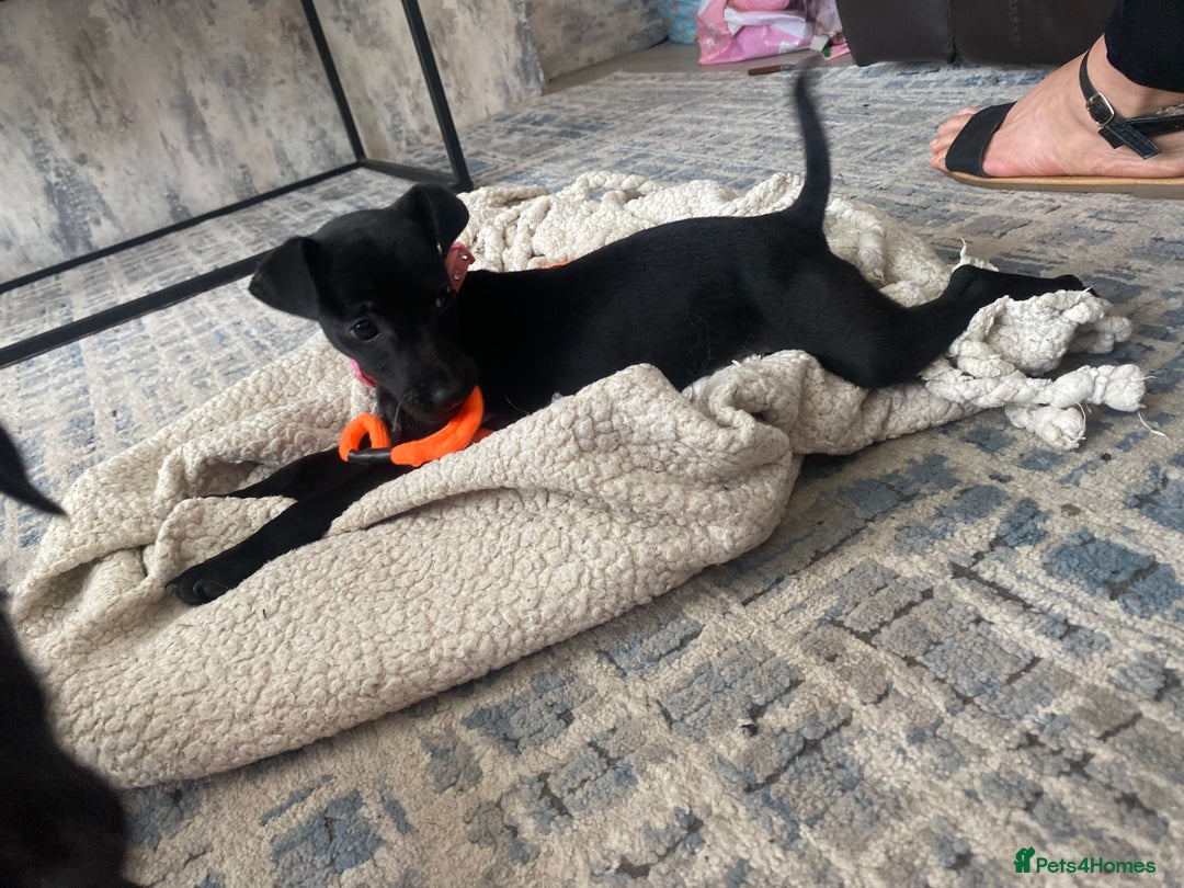 Patterjack dogs for sale: Patterdale puppies in Merthyr Tydfil - Image 5