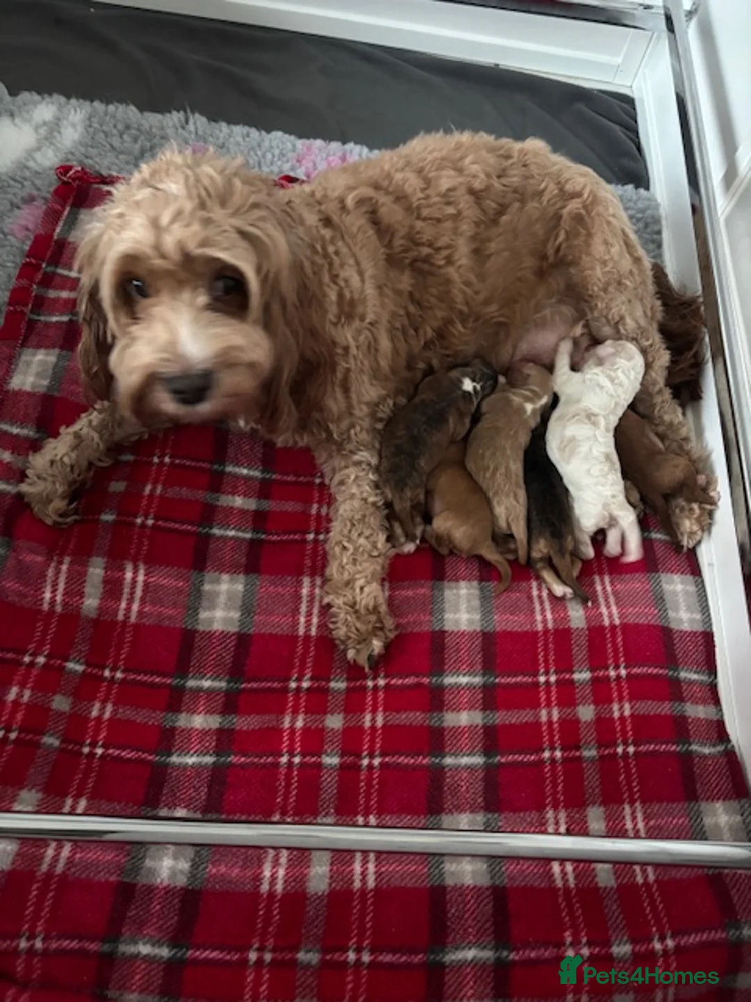 Cockapoo dogs for sale: Beautiful F2 cockapoo puppies - Advert 14