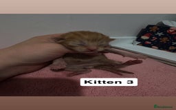 Mixed Breed cats for sale: 3 beautiful cross Maine coon kittens  - Image 8