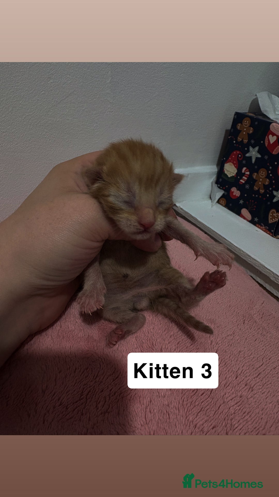 Mixed Breed cats for sale: 3 beautiful cross Maine coon kittens  - Image 8
