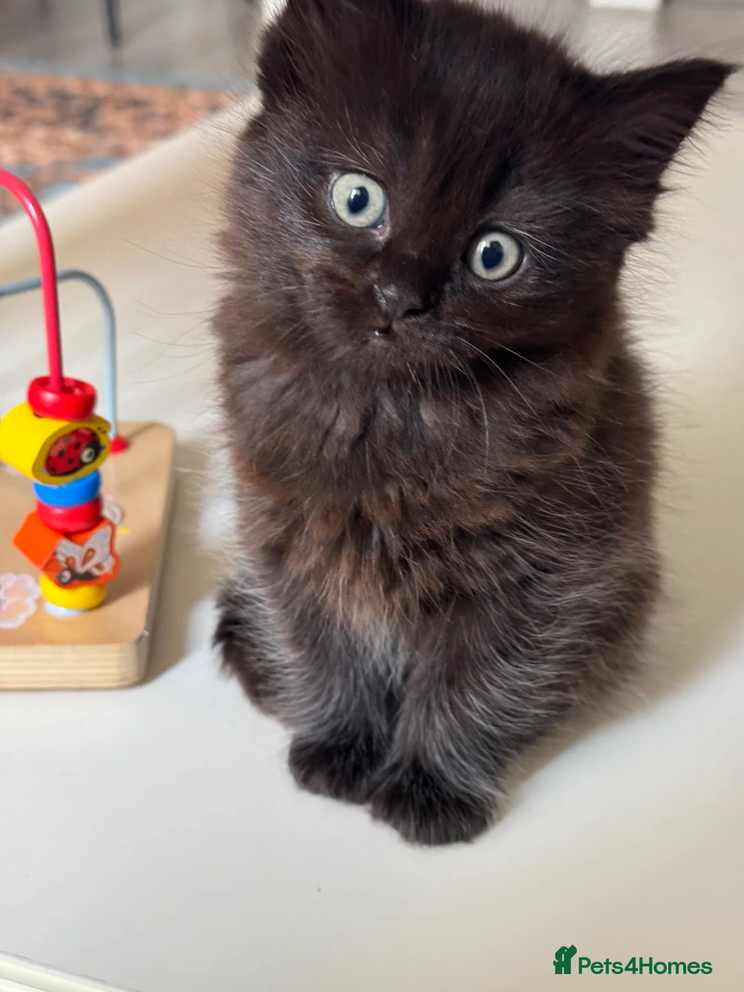 Ragdoll cats for sale: beautiful cat  - Advert 1