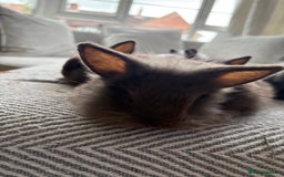 Mini Lion Lop rabbits for sale: Cuteness overload!! Mini lion head bunnies  - Image 6