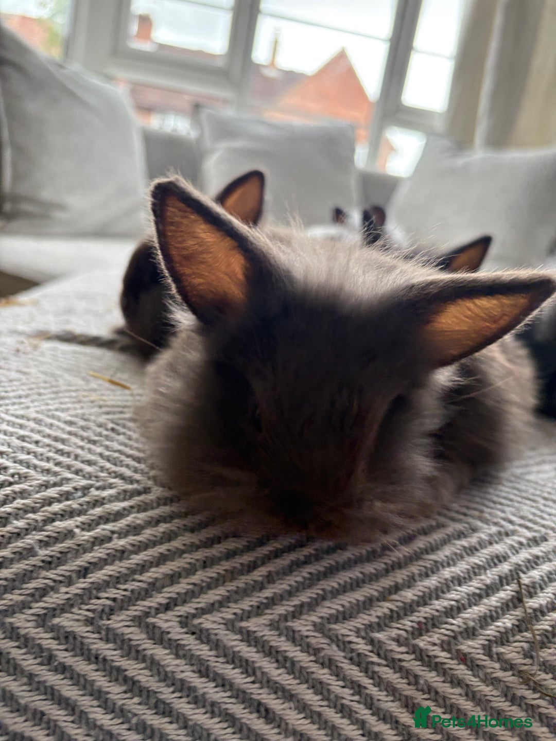 Mini Lion Lop rabbits for sale: Cuteness overload!! Mini lion head bunnies  - Image 6