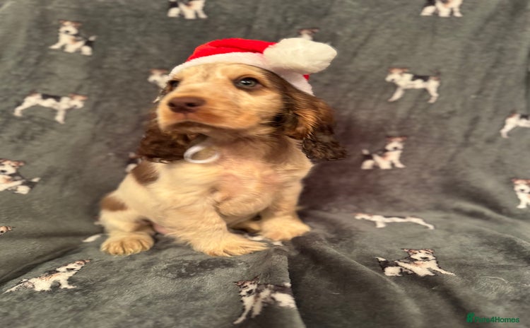 Cocker Spaniel dogs ⭐️Last 1 available chocolate show type ⭐️ - Advert 2