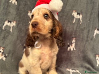 Cocker Spaniel dogs ⭐️Last 1 available chocolate show type ⭐️ - Advert 5
