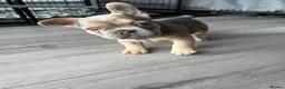 French Bulldog dogs for sale: Stunning female French bulldog puppy  - Advert 6