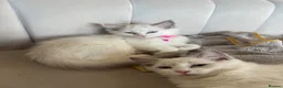 Ragdoll cats for sale: Adorable Playful and Cuddly Pedigree Ragdolls! - Advert 4