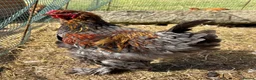 Chickens poultry for sale: Large Fowl Brahma Cockerels Mixed Colours - Advert 2