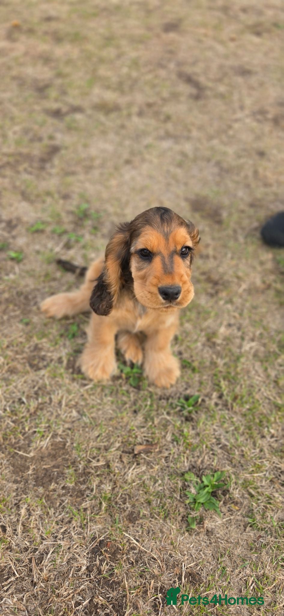 Cocker Spaniel dogs Cocker Spaniel KC Registered  - Advert 1