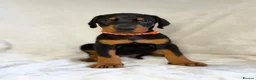 Dobermann dogs for sale: READY NOW- Outstanding KC Dobermann Pups🇧🇷 - Advert 31
