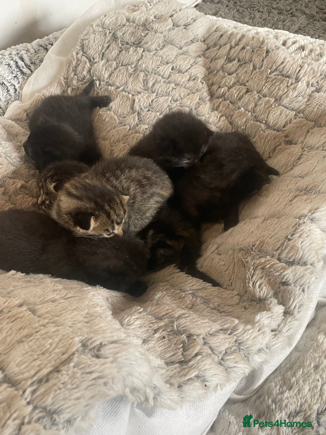 Mixed Breed cats for sale: 5 beautiful mixed kittens  - Image 11