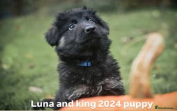 German Shepherd dogs for sale: KC registered 5 generation long coated GSD puppies - Image 10