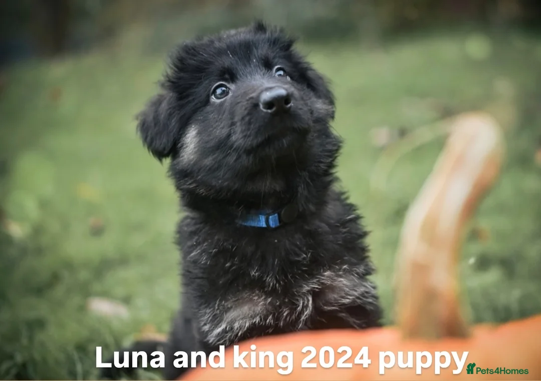 German Shepherd dogs for sale: KC registered 5 generation long coated GSD puppies - Advert 14