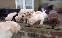 Labrador Retriever dogs for sale: Labradors puppys - Image 8