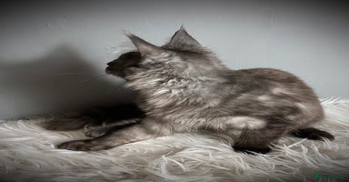 Maine Coon cats - Advert 14