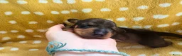 Miniature Dachshund dogs for sale: 1 Beautiful Miniature Dachshund Puppy left! 🩷 - Advert 28