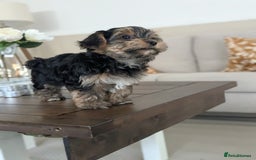 Yorkshire Terrier dogs for sale: 3 Male Yorkshire terriers left  - Image 30