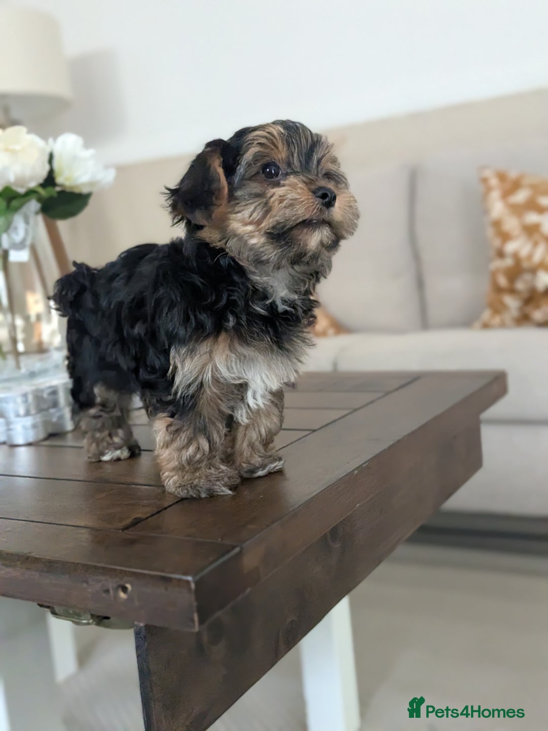 Yorkshire Terrier dogs for sale: 3 Male Yorkshire terriers left  - Image 30