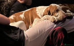 Bracco Italiano dogs for sale: Adorable Bracco Puppies Due 3rd October  - Image 14