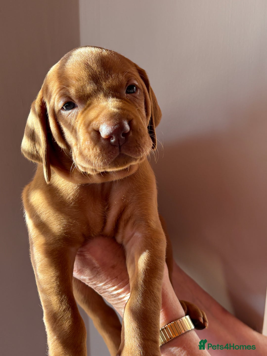 Hungarian Vizsla dogs for sale: Hungarian Vizsla Puppies - Advert 6