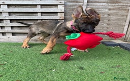 German Shepherd dogs for sale: **TOP QUALITY CZECH GERMAN SHEPHERD PUPS KC REG** - Image 7