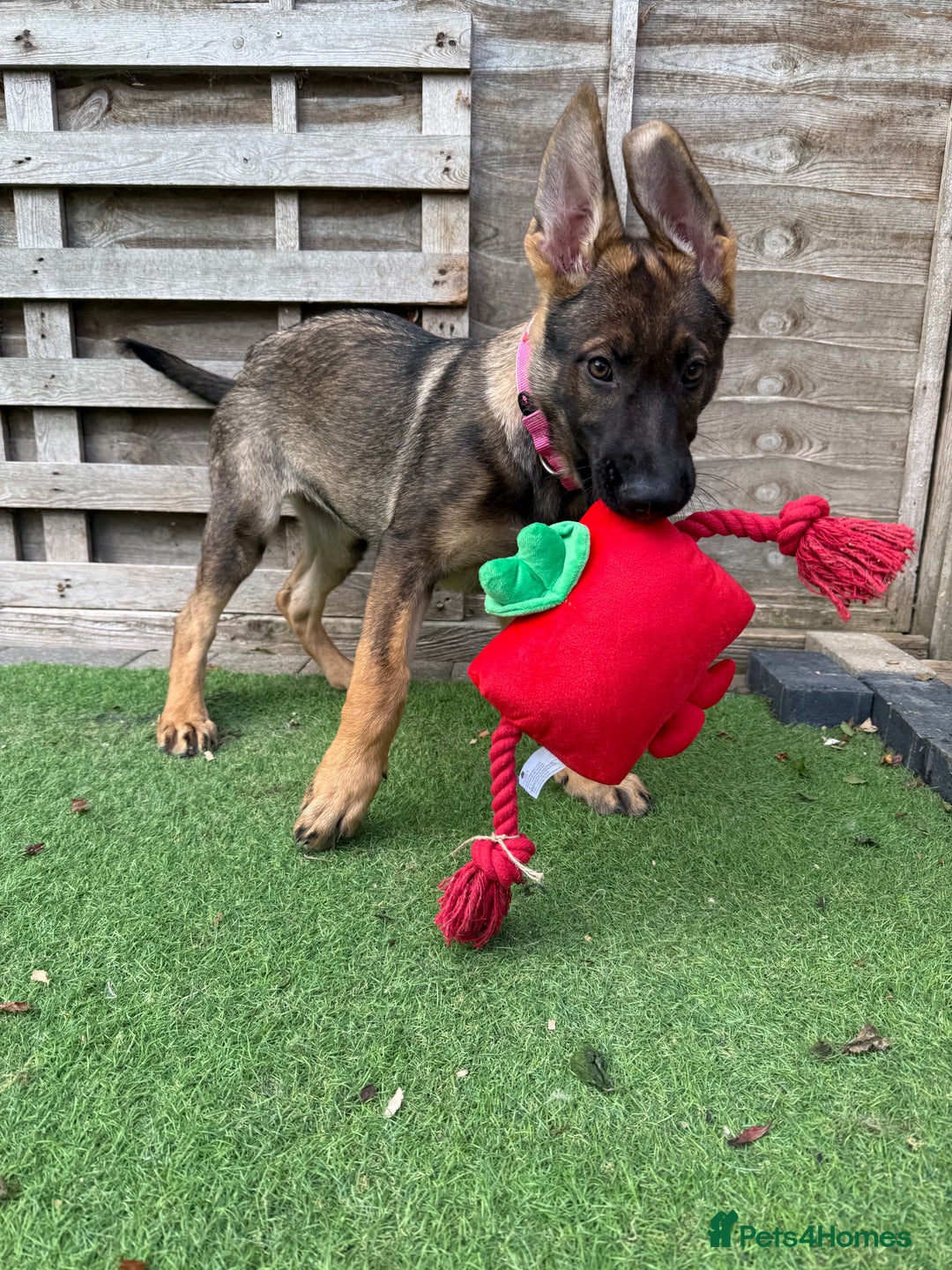German Shepherd dogs for sale: **TOP QUALITY CZECH GERMAN SHEPHERD PUPS KC REG** - Image 7
