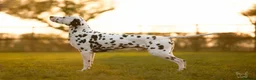 Dalmatian dogs for stud: KC registered Dalmatian stud - Introductory fee - Advert 7