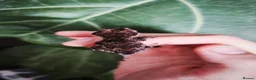 Gecko reptiles for sale: Baby reticulated gargoyle gecko - Advert 3