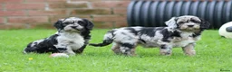 Cavapoo dogs for sale: Beautiful Cavapoo puppies for sale - Advert 7
