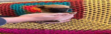 Mixed Breed 6