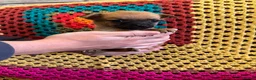 Mixed Breed dogs for sale: Pug x Pomeranian  - Advert 2