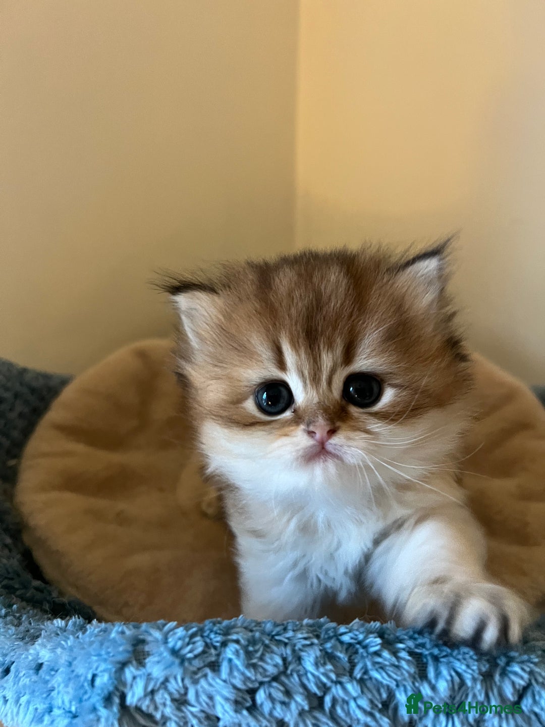 British Longhair cats for sale: Gorgeous Golden British Longhair & Shorthair  - Advert 3