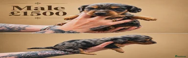 Miniature Dachshund Puppy 3