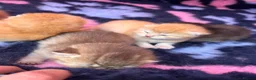British Shorthair cats for sale: GCCF Registered British Shorthair Kittens Golden🌟 - Advert 4