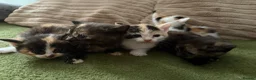 Aegean cats for sale: Aegeans kittens are looking for forever home ❤️ - Advert 8