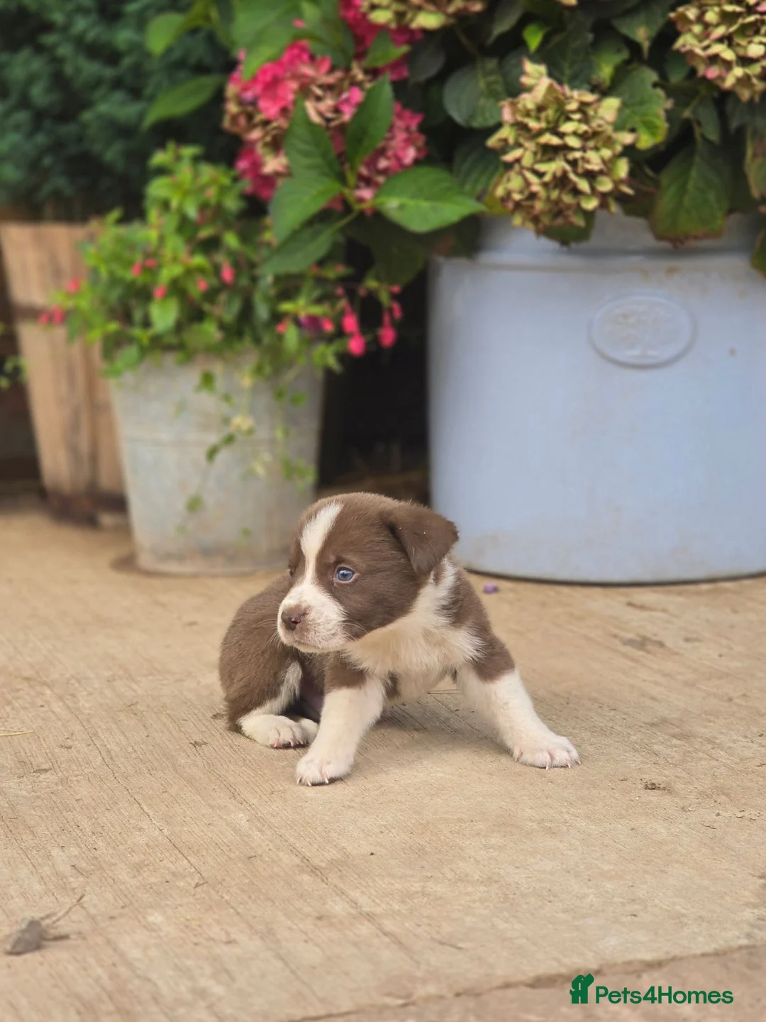 Mixed Breed dogs for sale: Beautiful Newfound puppies looking for a new home in Atherstone - Advert 11