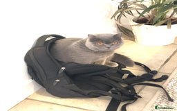 Domestic Shorthair cats for sale: Rehoming my 2 girls  - Image 10