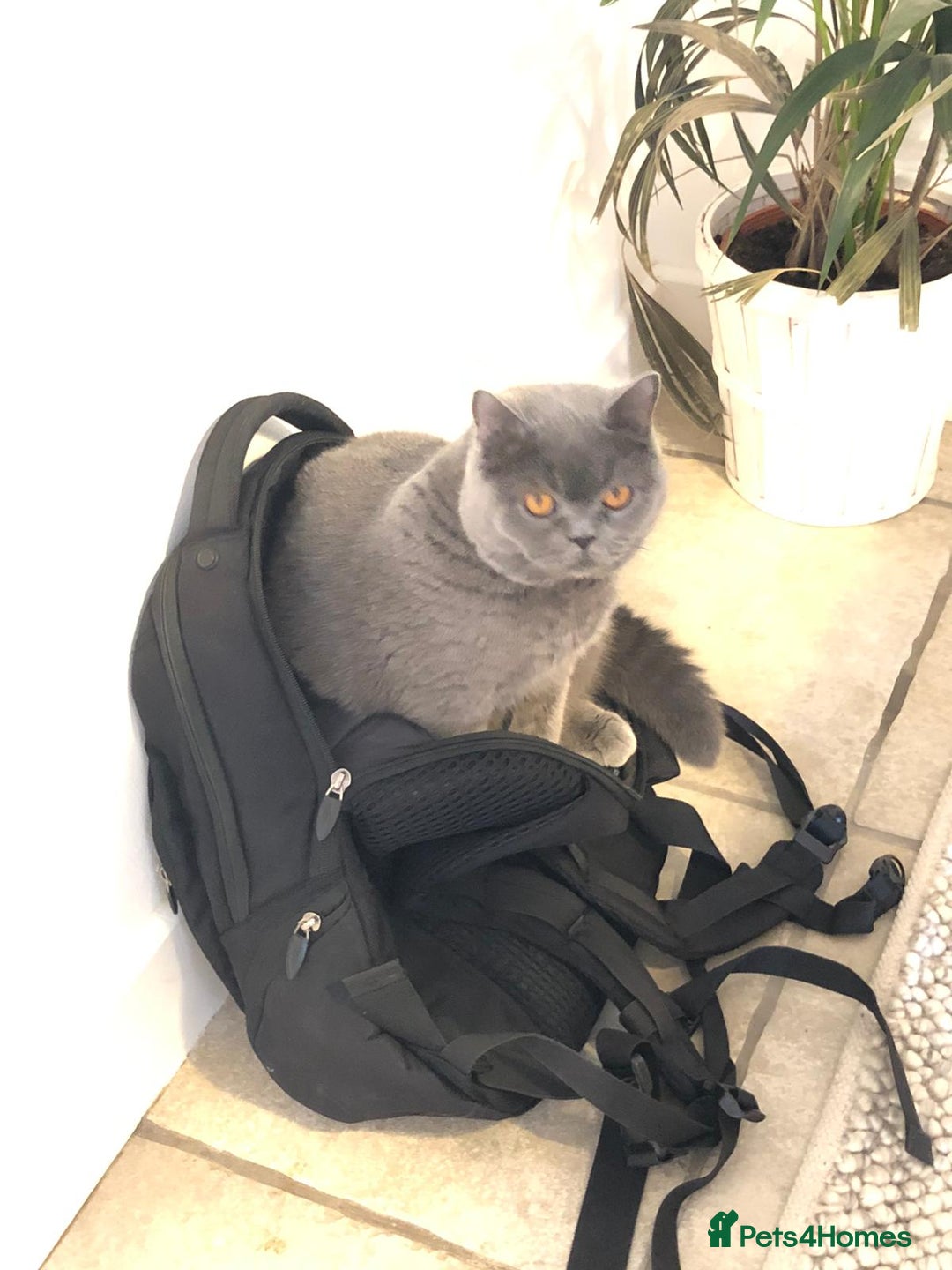 Domestic Shorthair cats for sale: Rehoming my 2 girls  - Image 10