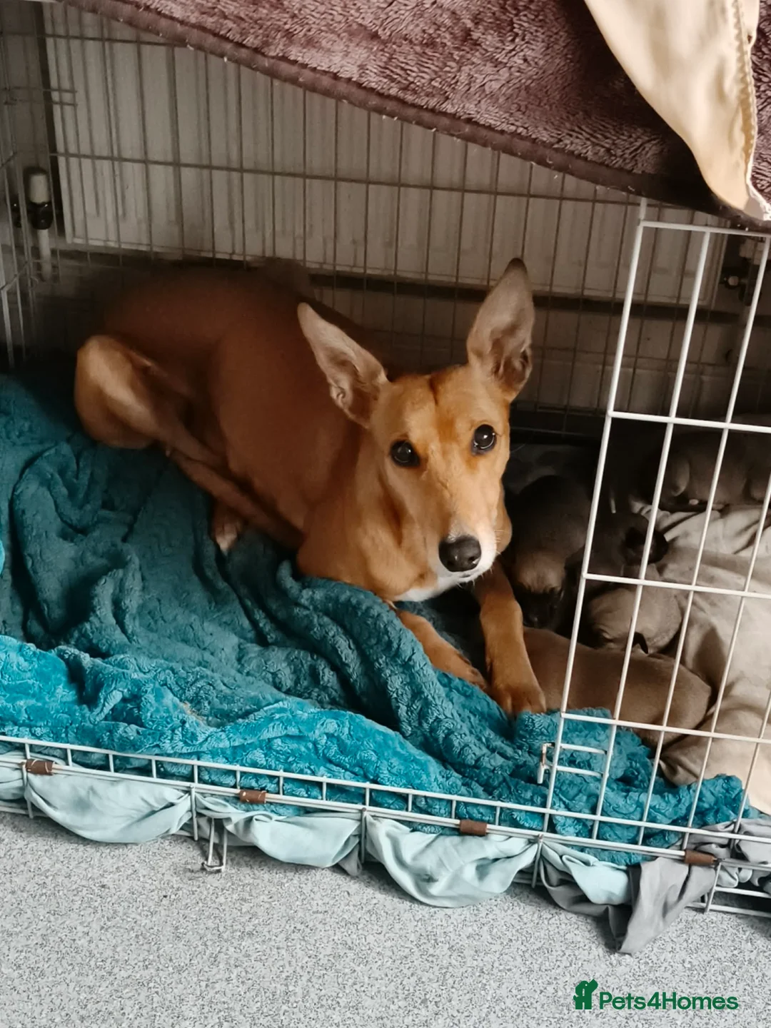 Lurcher dogs for sale: 2 lovely lurcher boys need new homes. in Burnley - Advert 2