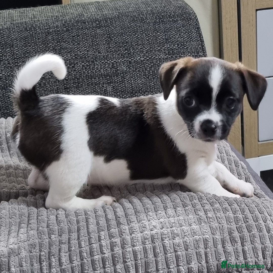 Jack Russell dogs for sale: Jack Russell Pups (ready 24th July) - Image 18
