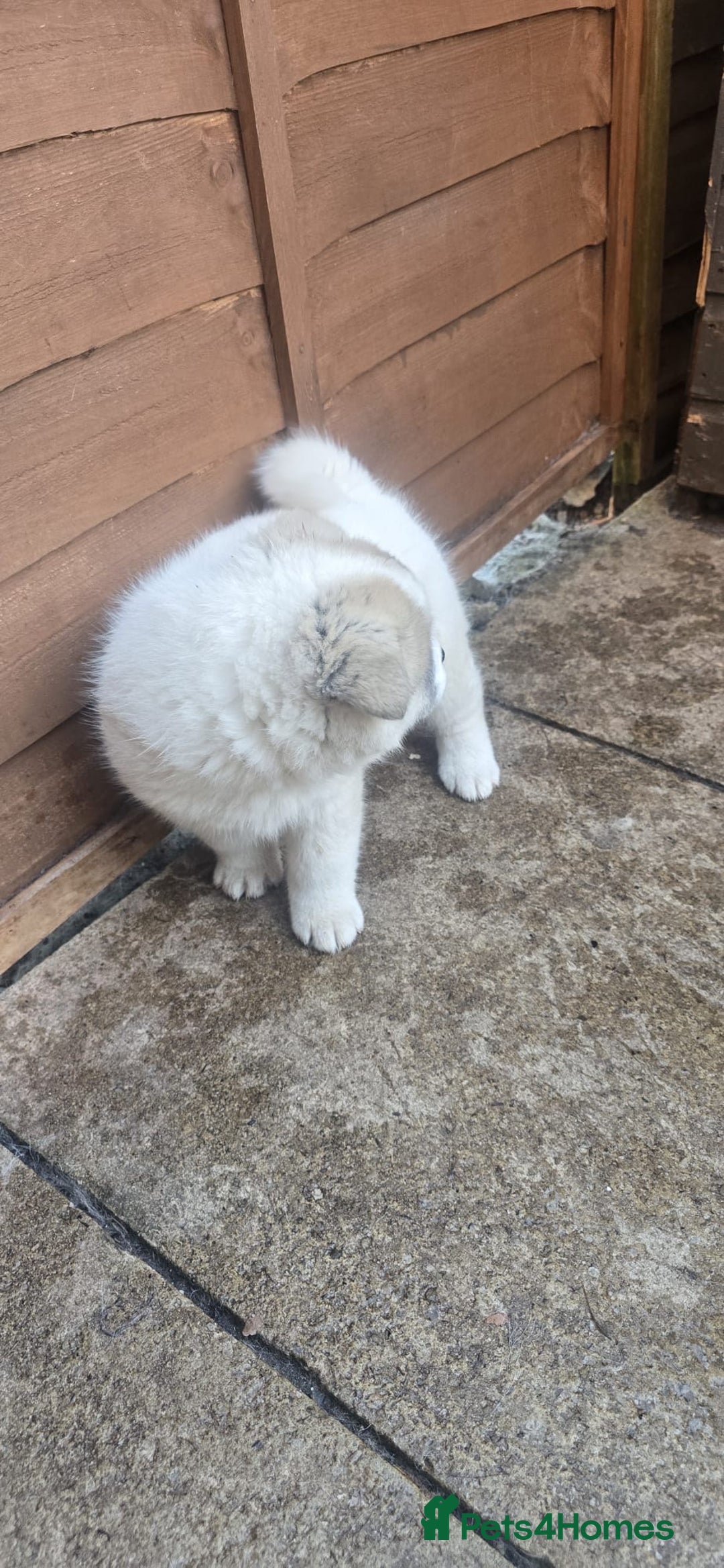 Akita dogs for sale: 2 female American akitas in need of a home!! - Advert 7