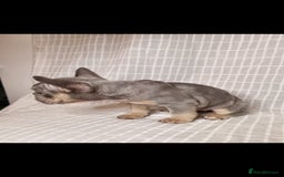 French Bulldog dogs for sale: Outstanding French Bulldog Puppies – KC - Image 7