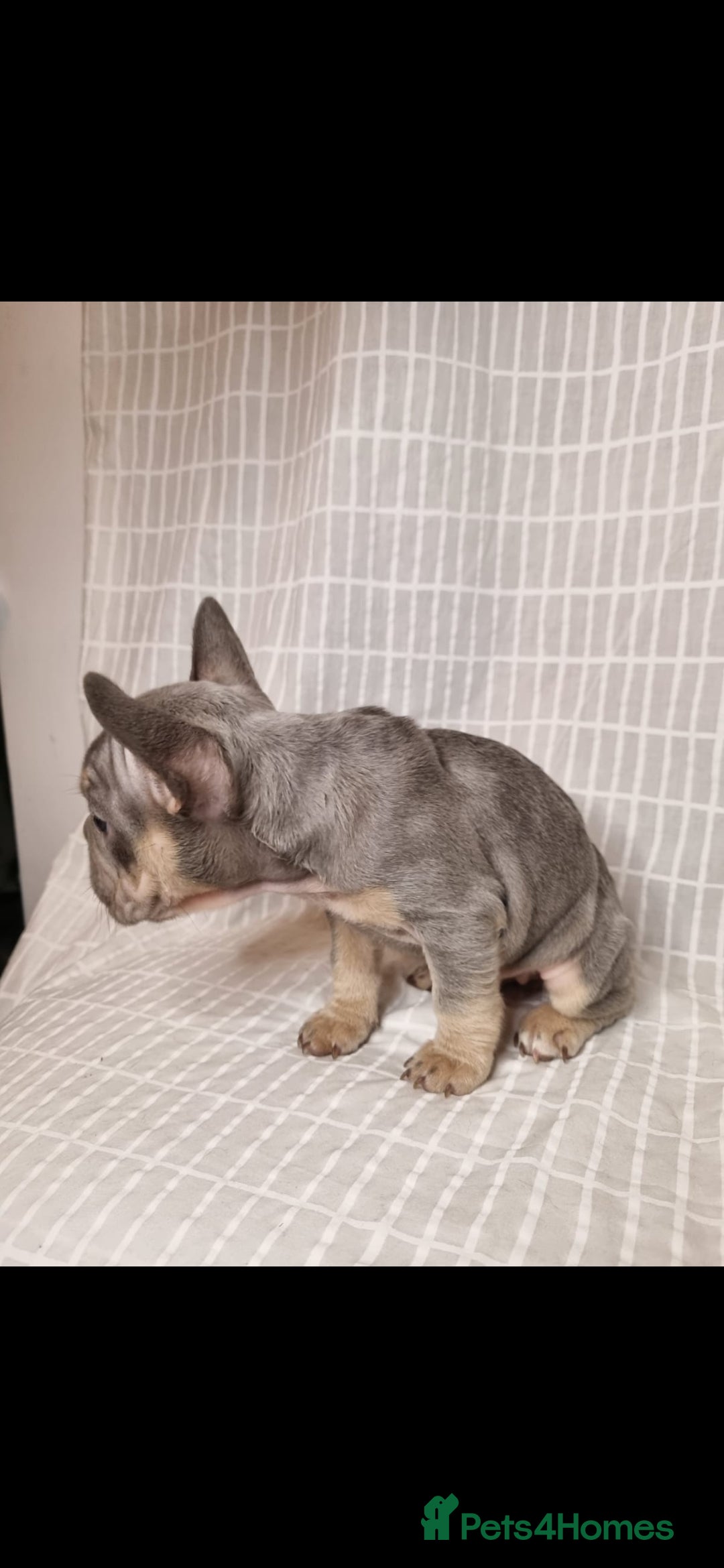 French Bulldog dogs for sale: Outstanding French Bulldog Puppies – KC - Image 7