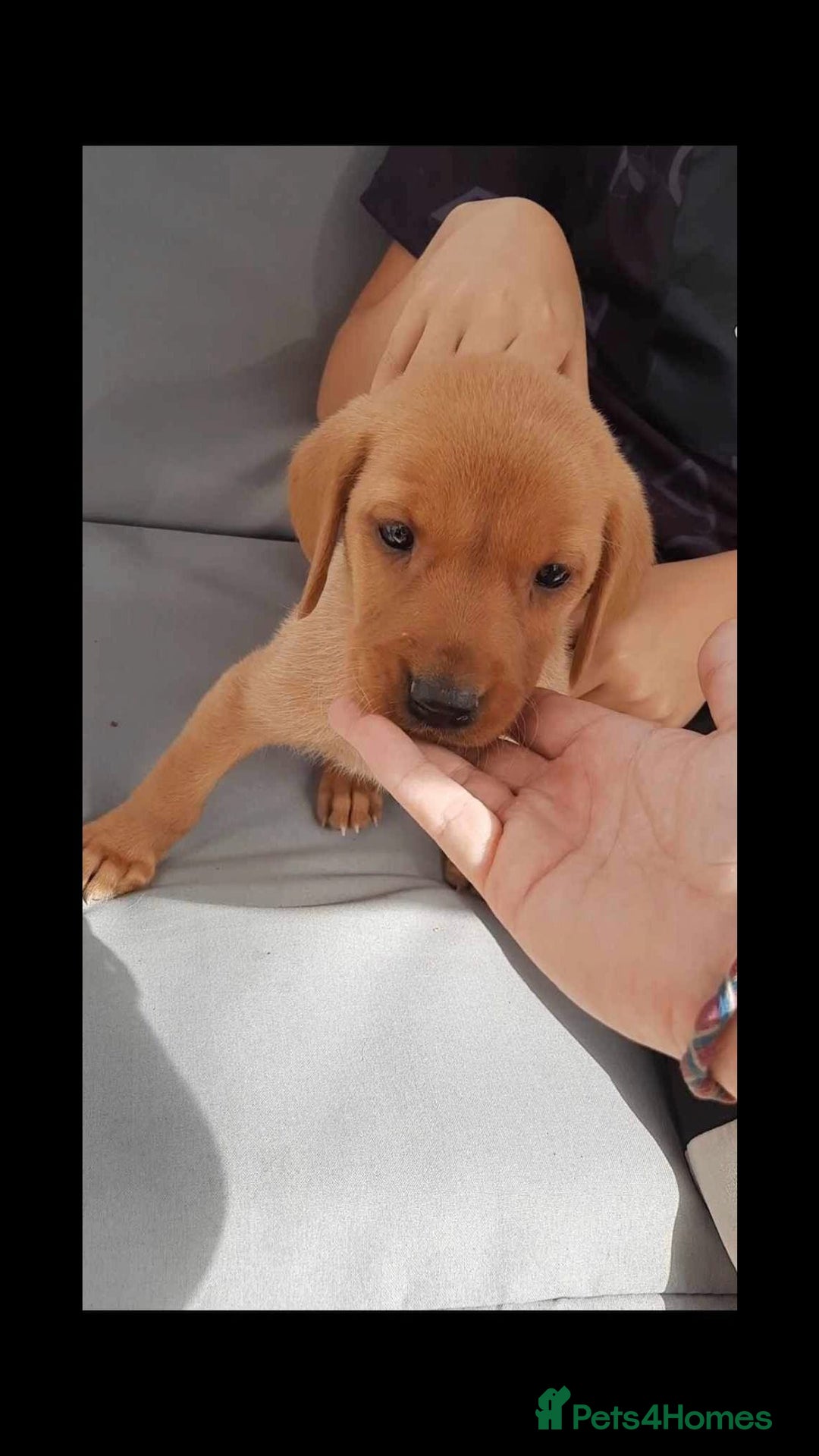 Labrador Retriever dogs for sale: Stunning litter of KC FOX RED PUPPYS  - Advert 14