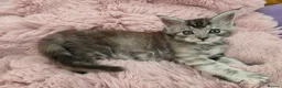 Maine Coon cats for sale: Beautiful Maine Coon Kittens  - Advert 14
